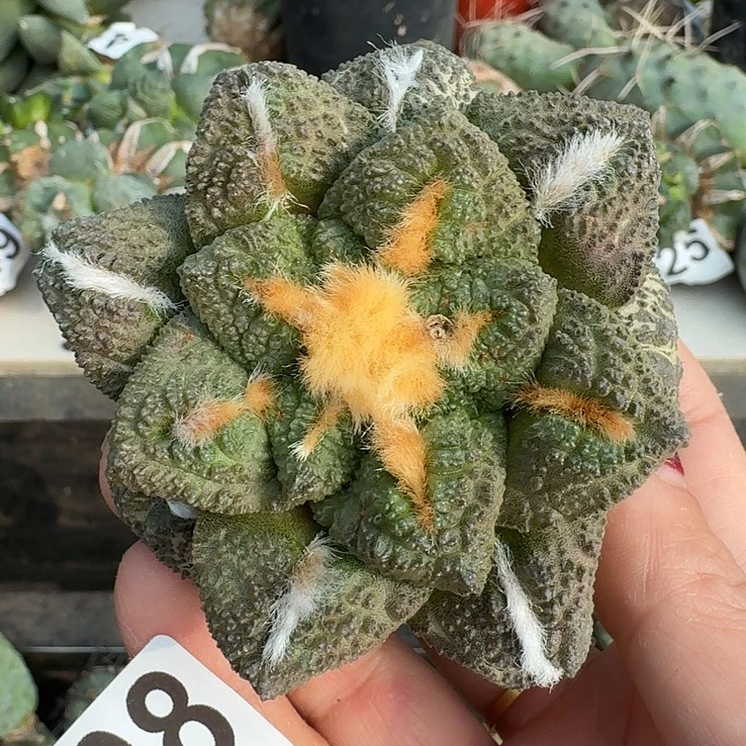 无花朵龟甲牡丹508