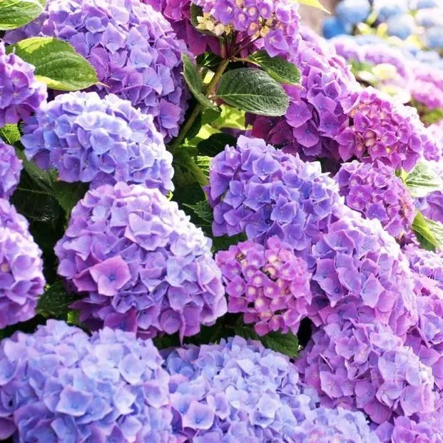 2加仑露天老桩无尽夏绣球（无花）