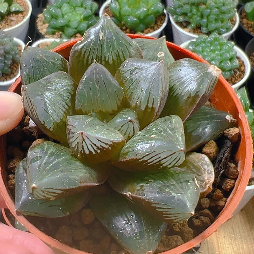 5404玉露多肉植物一颗