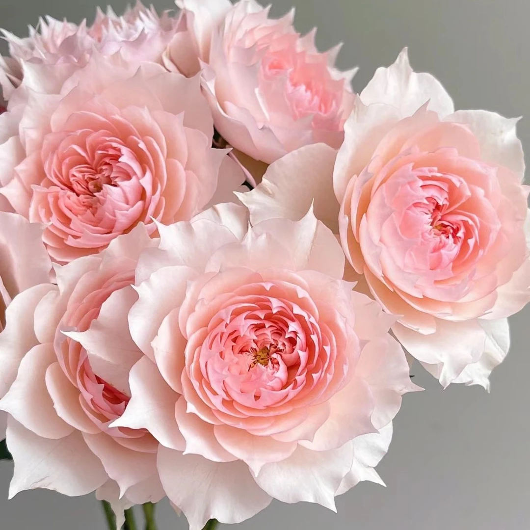 莫妮卡戴维灌木丰花月季仙气飘飘花期长多季节开花阳台庭院盆栽苗