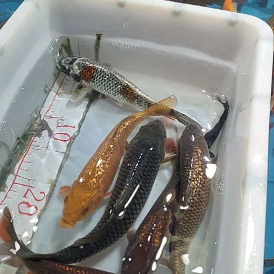 海水鱼锦鲤冷水鱼好养活