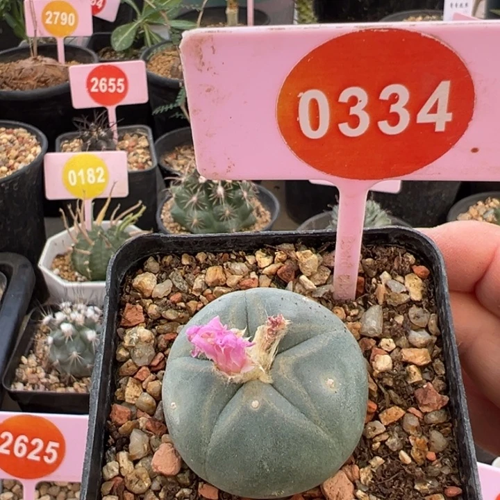 实生海鲜仙人球一棵0334