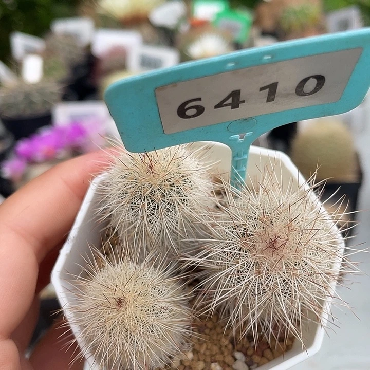 6140 白毛虾实生裸根发货