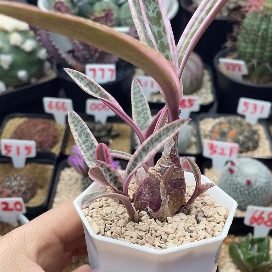 猪*块根优点百合锦仙人球多肉专拍