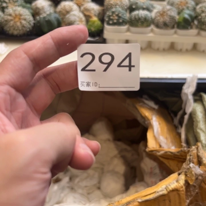 随***6兜星球仙人球294号球