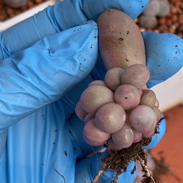 不****⁸大叶汤圆锦多肉植物