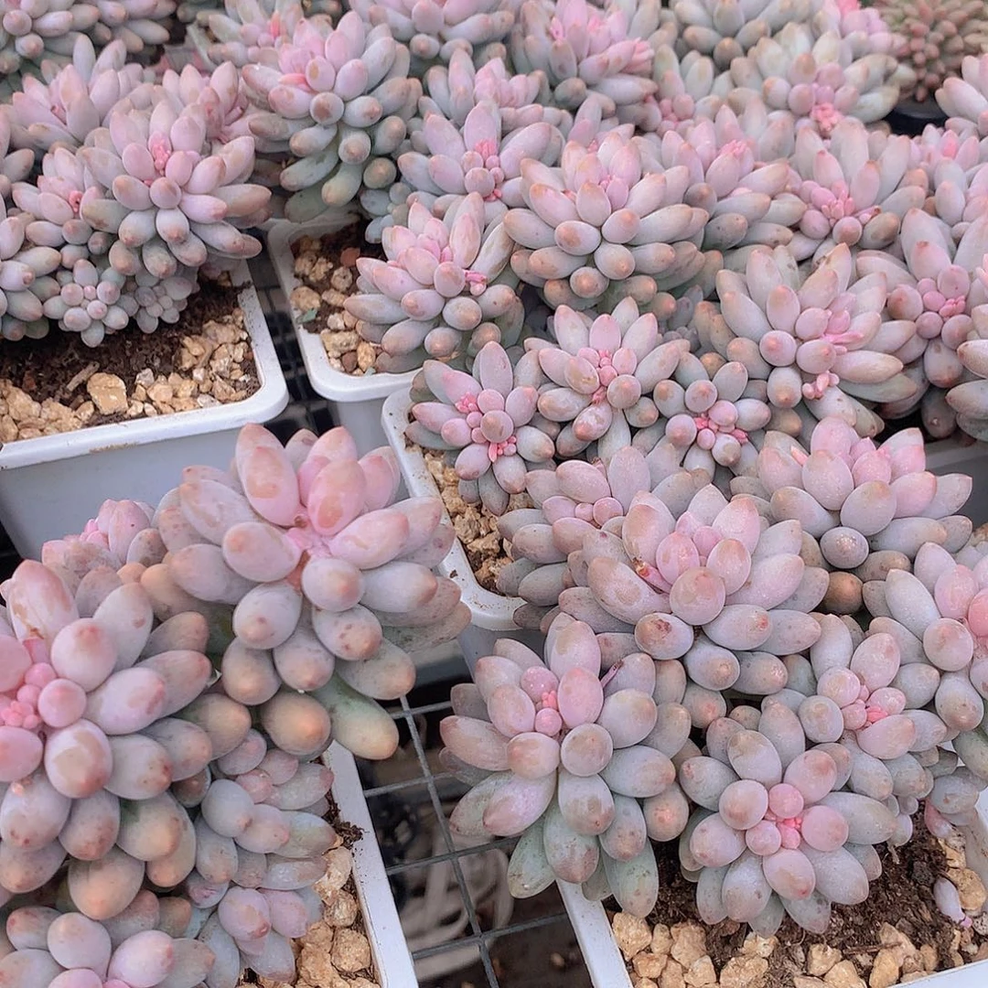 大号樱花奶4567899999