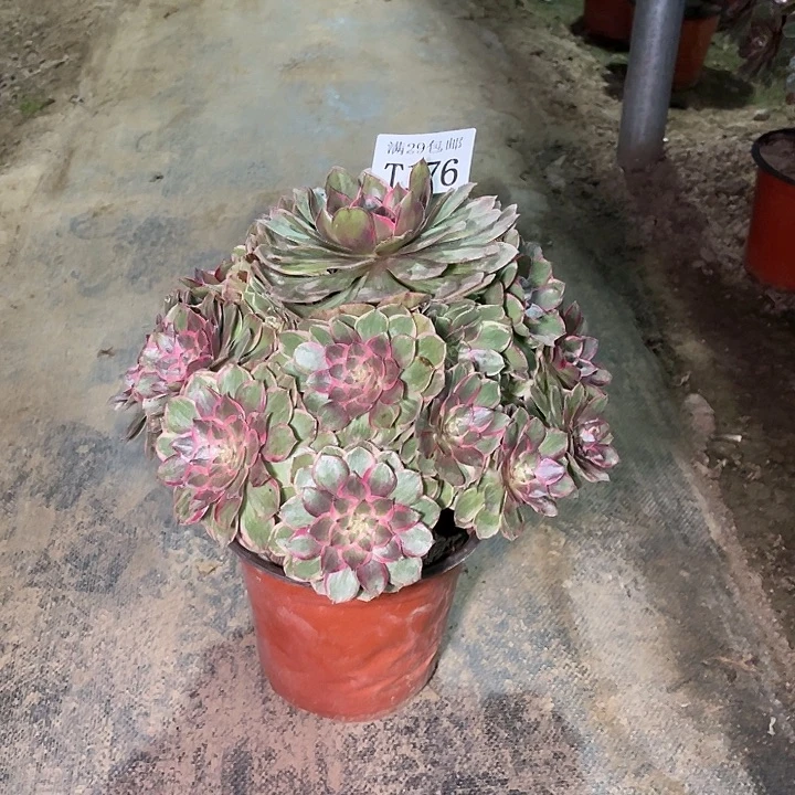 176莲花坐多肉植物