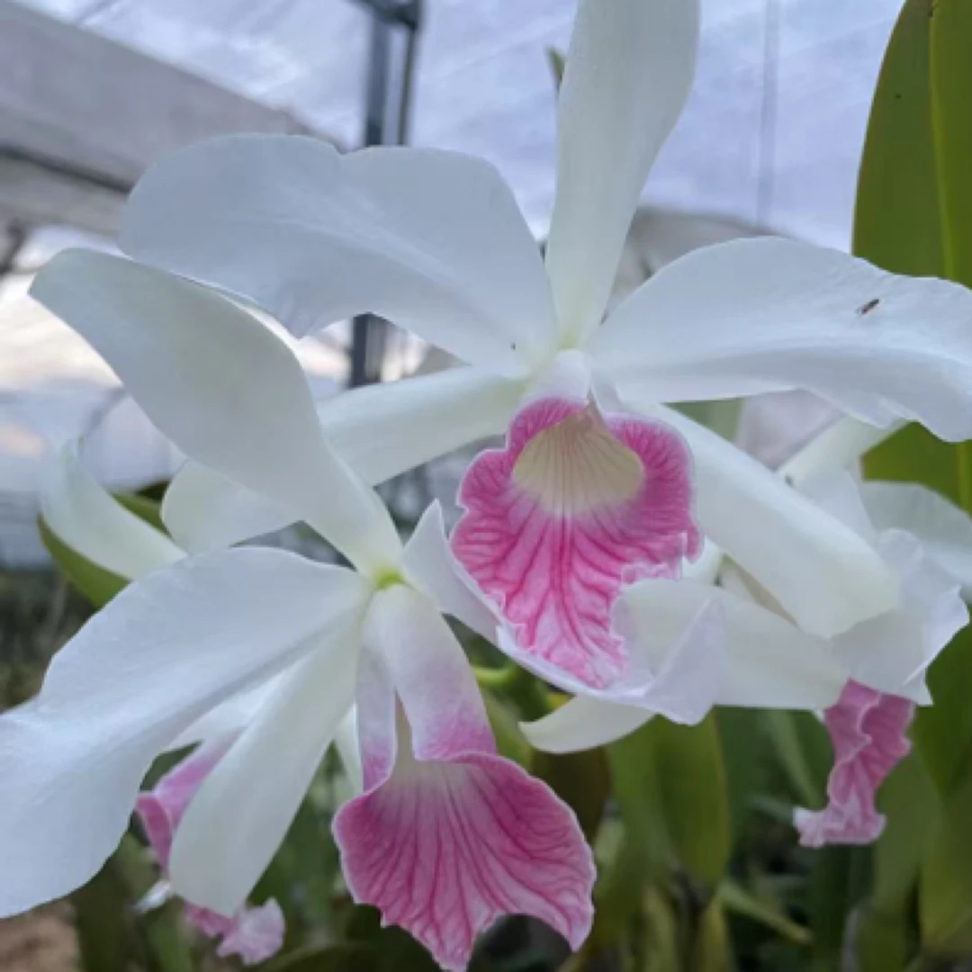 三文鱼（分苗）婆婆卡特兰 花大花粉 复色花  适合可室内室外养