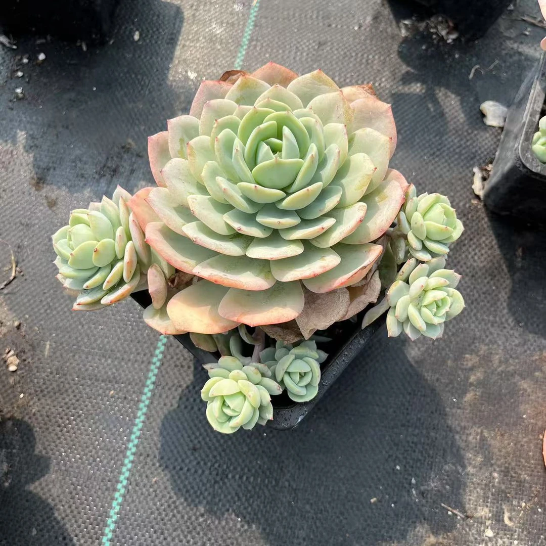 恋曲14厘米盆《加购物车满19.9自动包邮》多肉植物