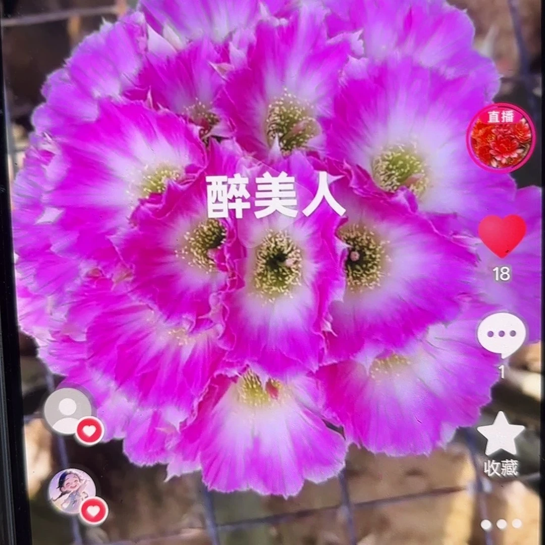 醉美人丽花侧牙20包邮40