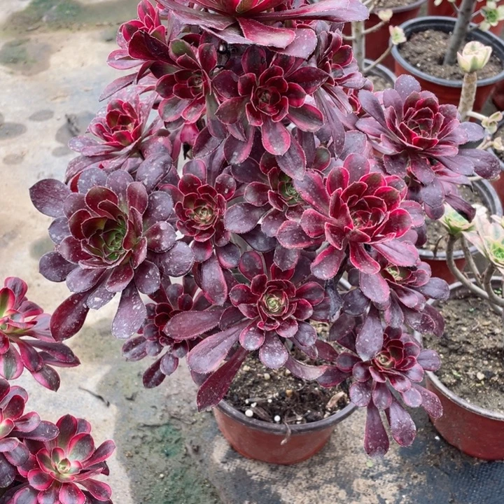 彩***茶665丽娜多肉123456789