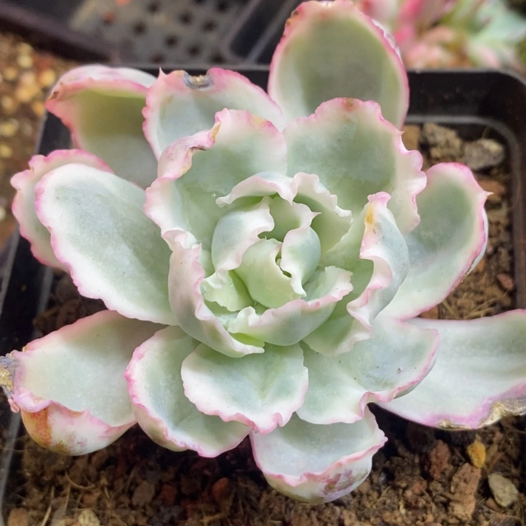 ξ****ξ与龙共舞 多肉植物