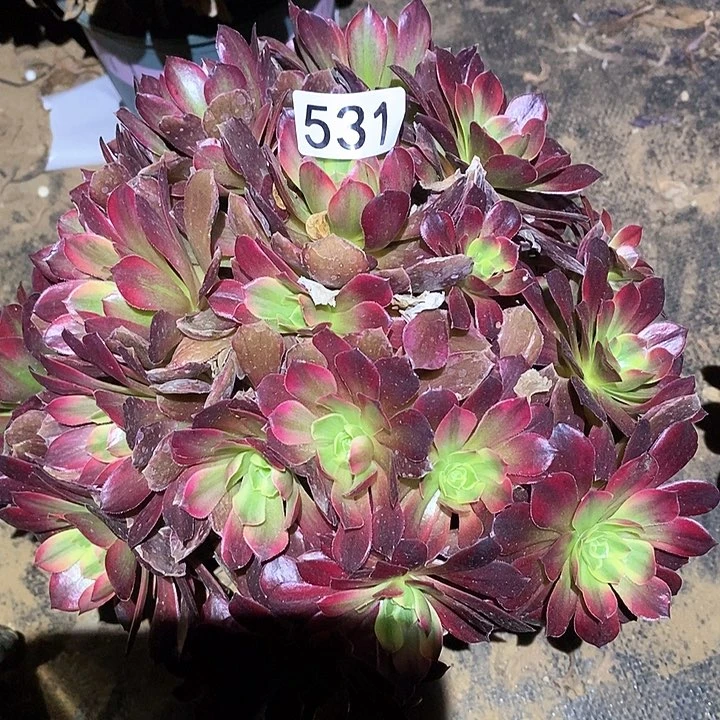 多肉植物法师531安娜