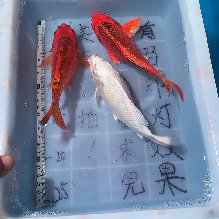 蝴蝶鲤鱼渔场直发66