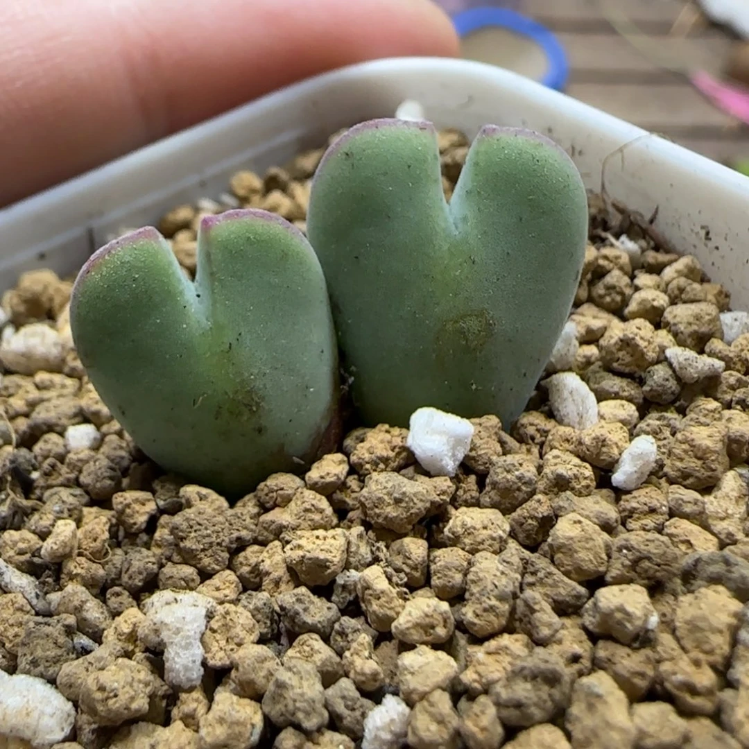 10.23。 毛少将。 2003