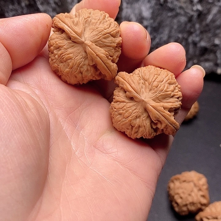 核桃39粗筋球体白狮子