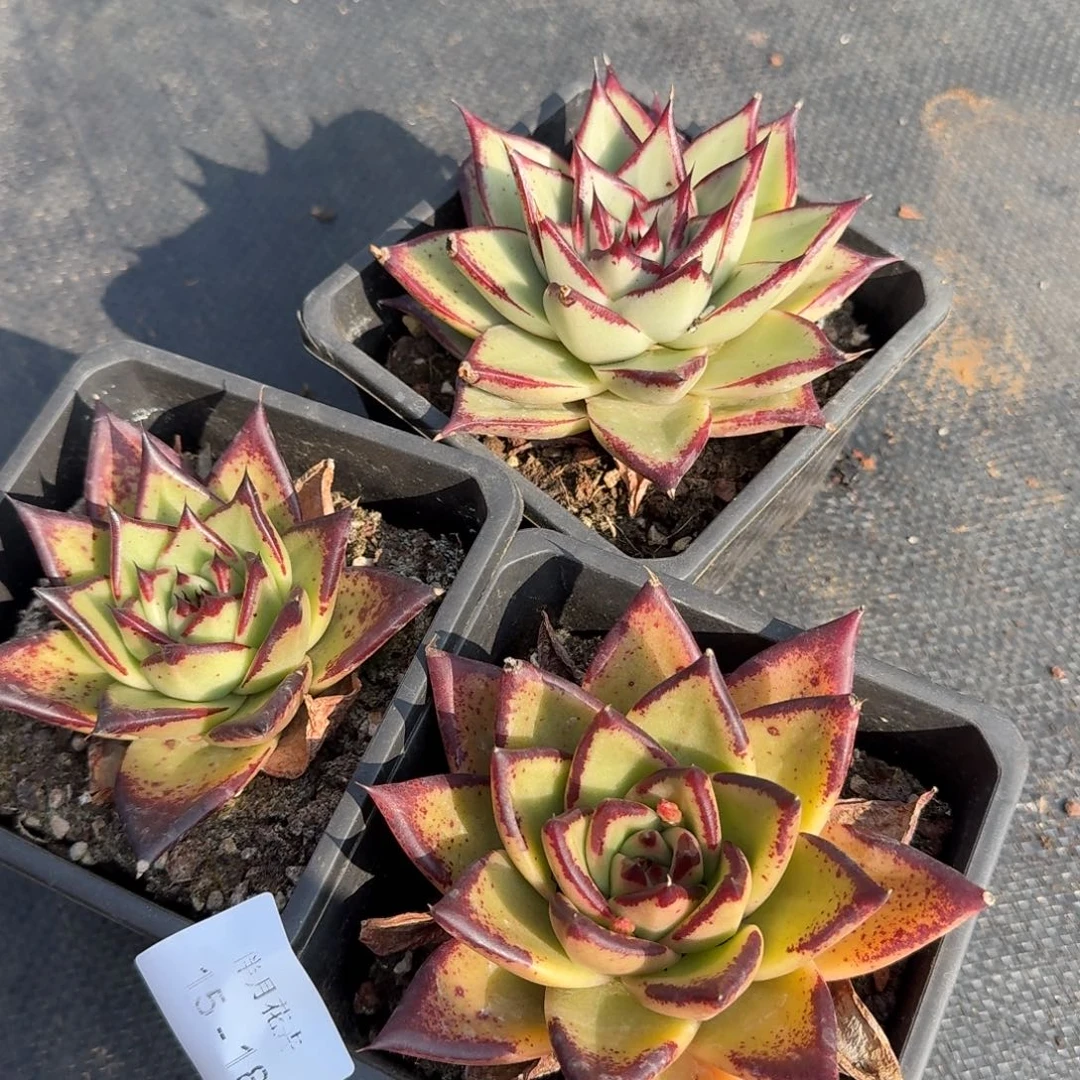 乌木三颗量拍15-182