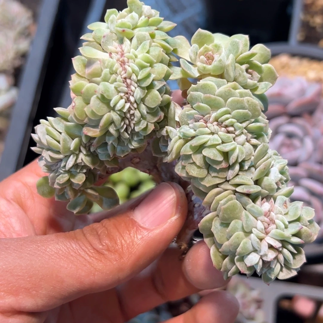 新年快乐 新年快乐