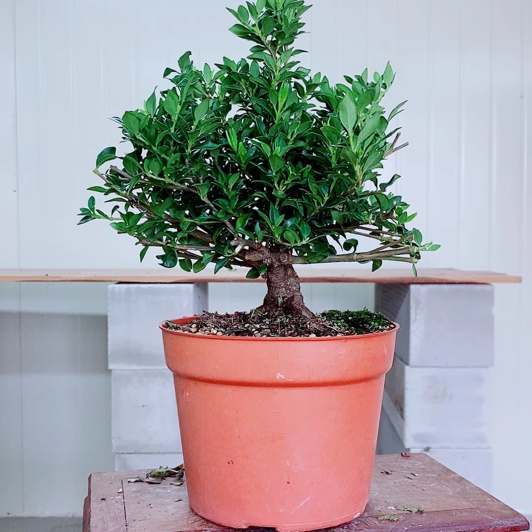 大部分花苞少量开放无****Y