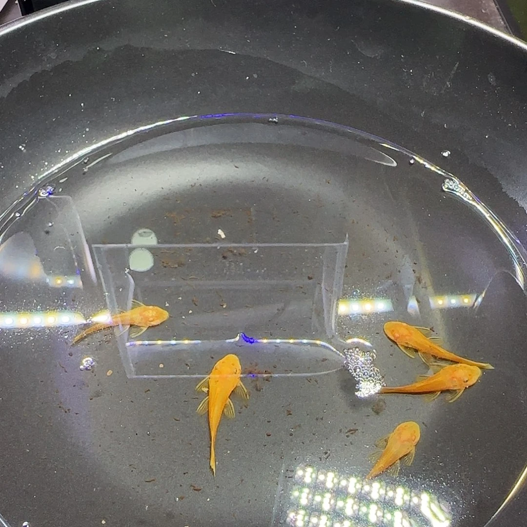 孔雀鱼黄金胡子六条