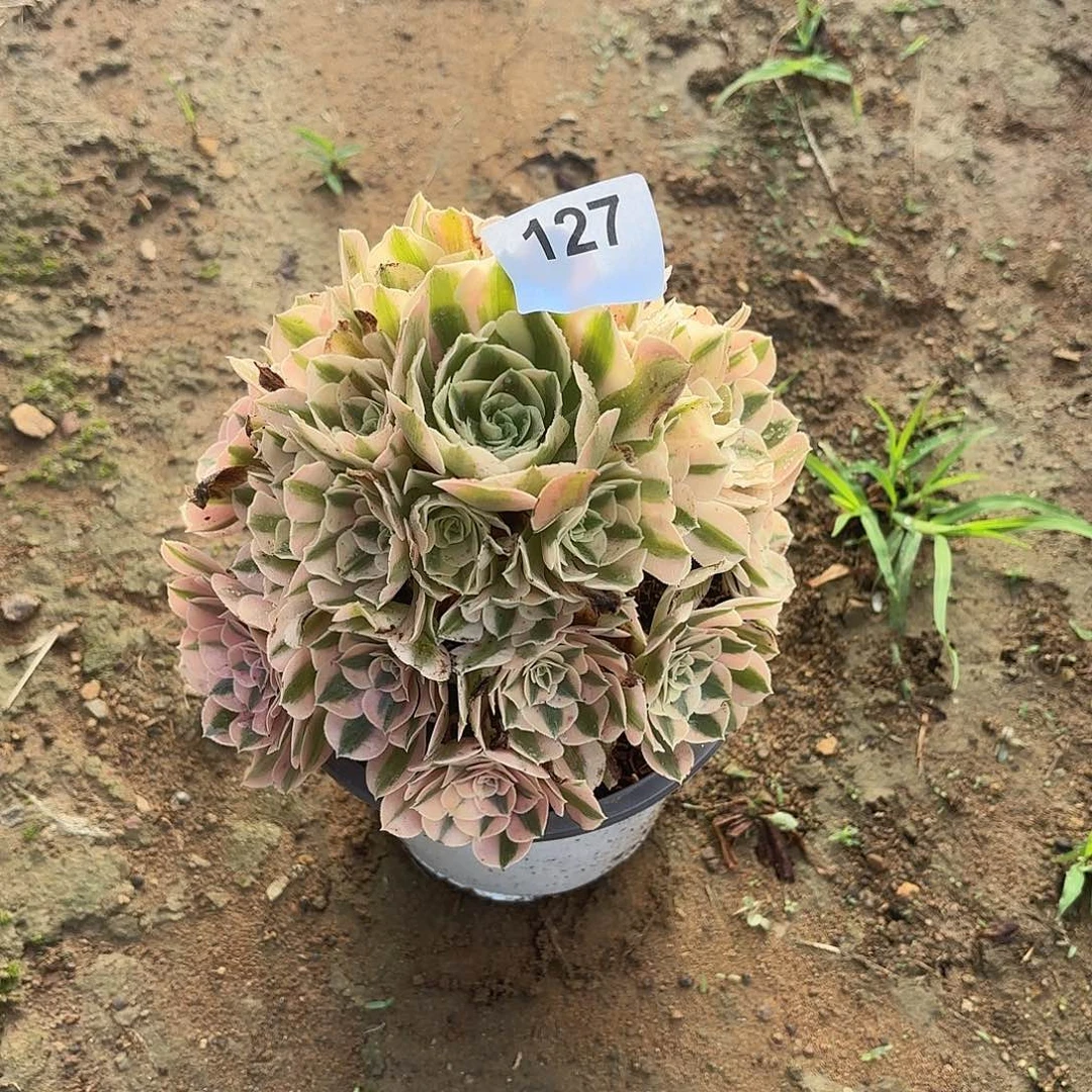 粉女巫断枝不包127