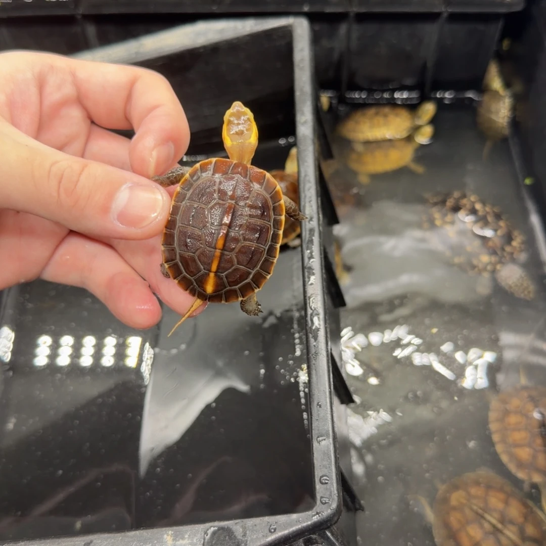 宠物龟不分公母缘