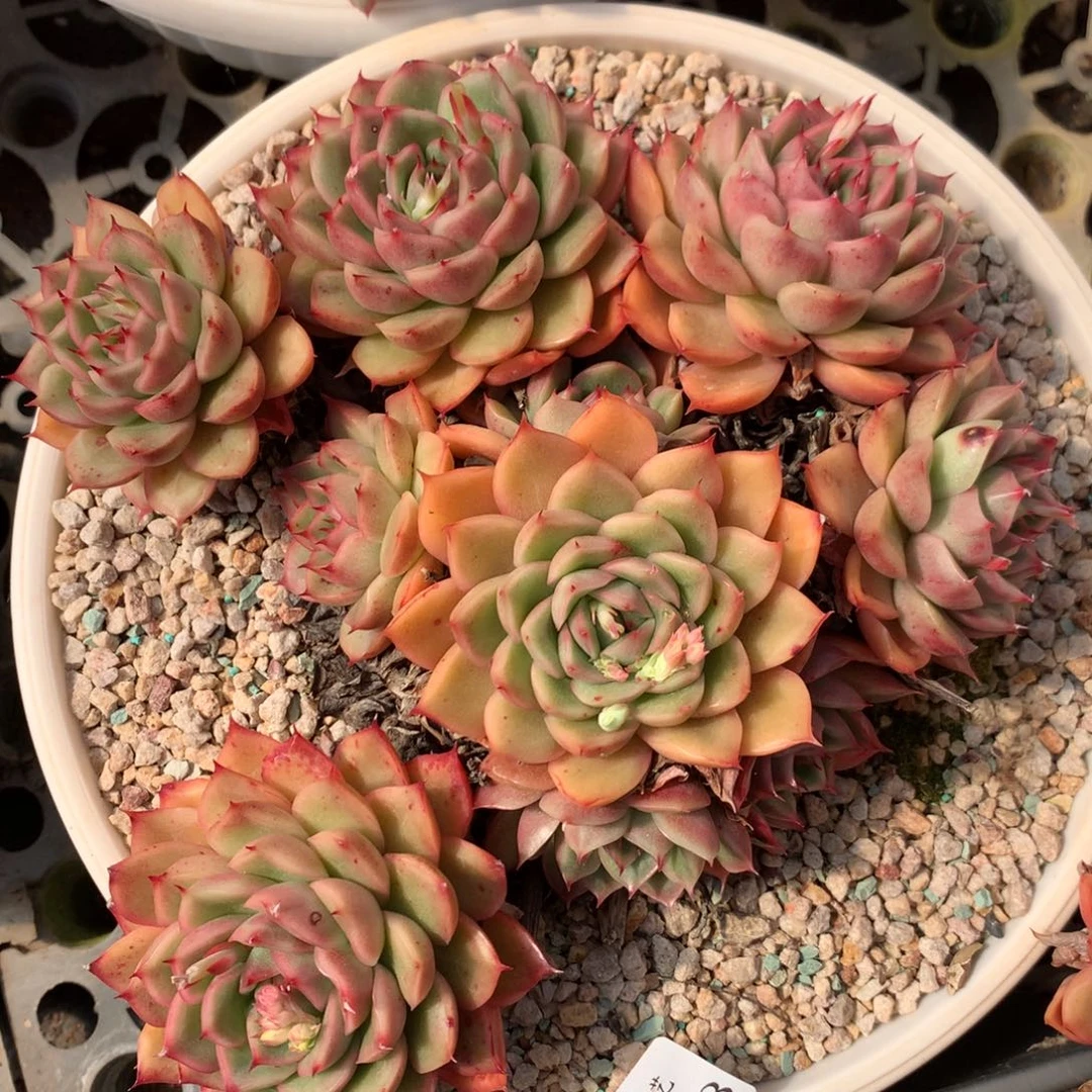 5393杂交精品基地20厘米