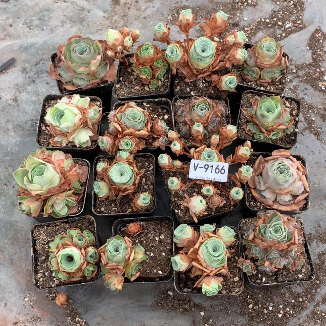 9166会掉侧芽处理