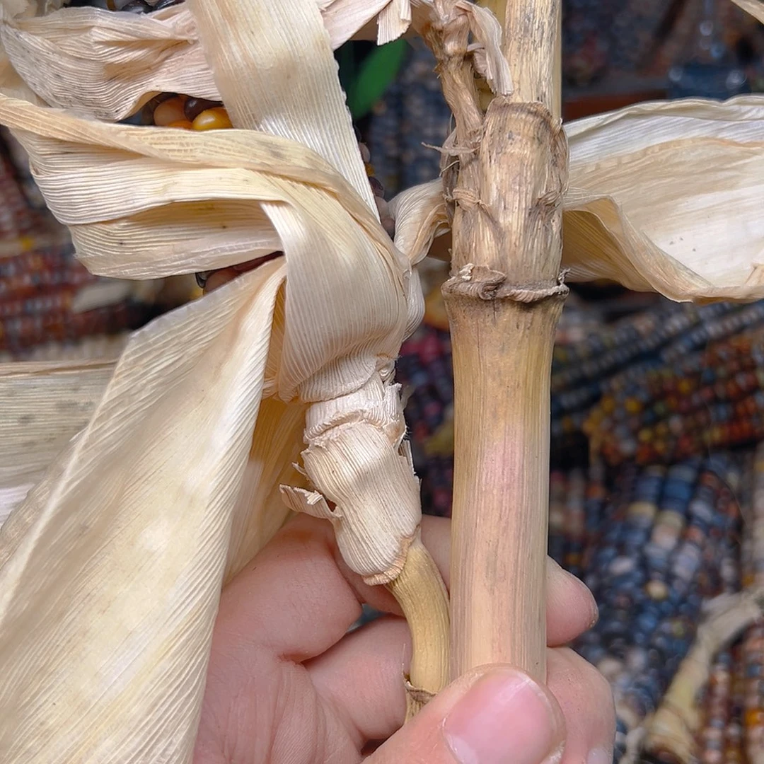 L**a文玩玉米毛料精品