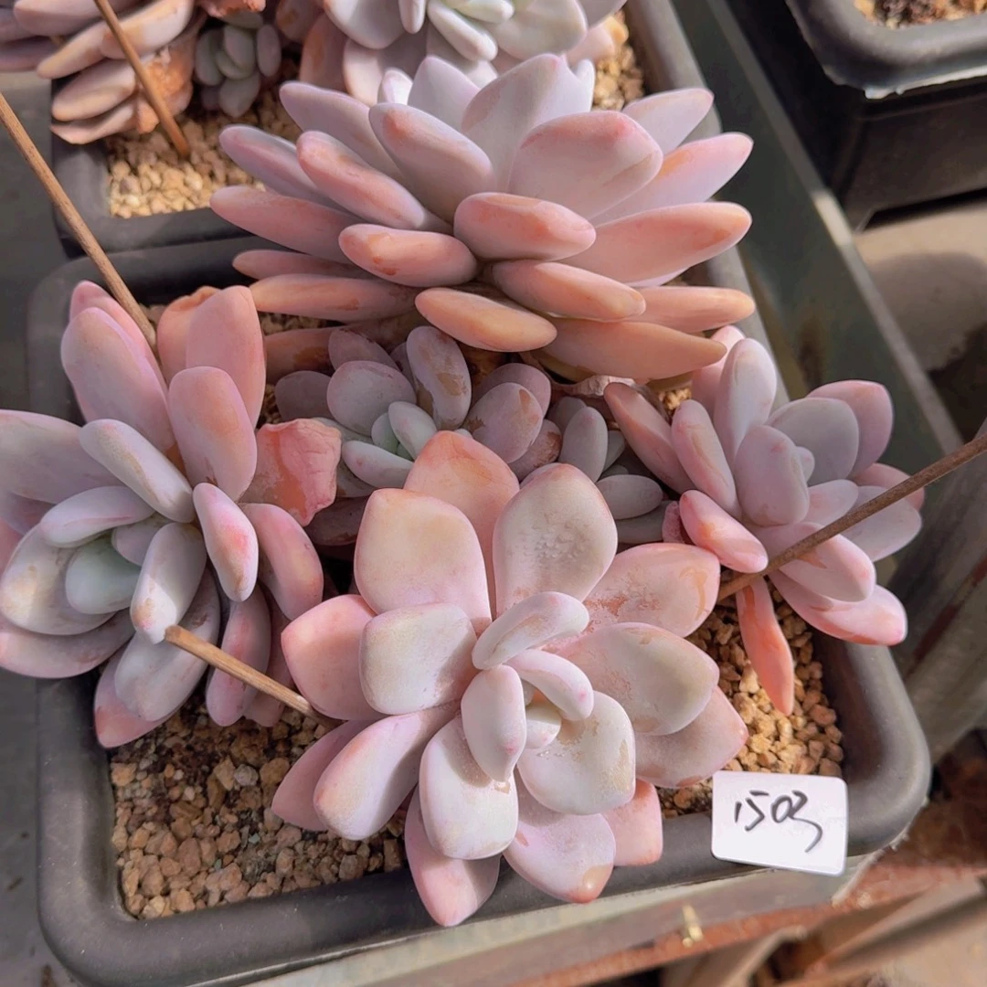 1503拉拉奶多肉植物