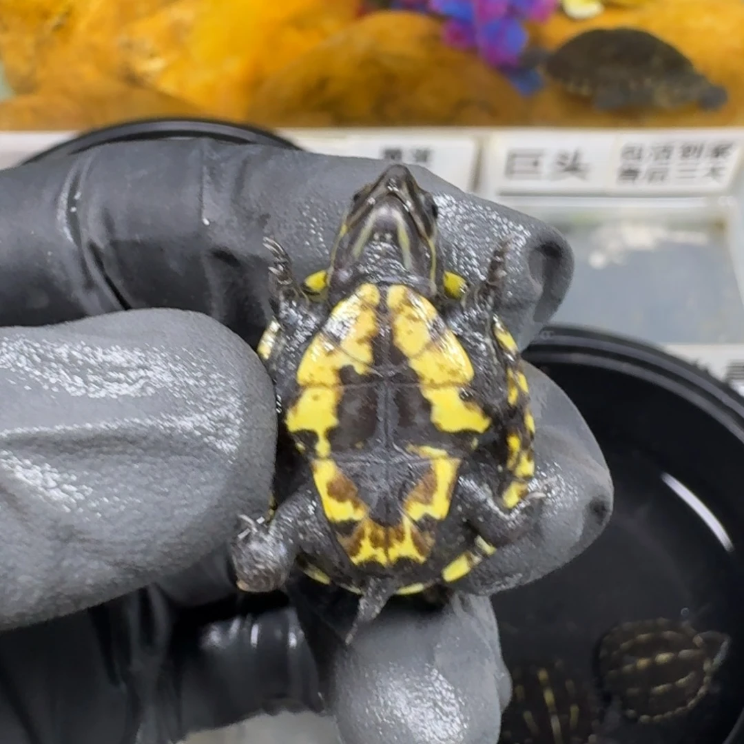 不分公母蛋龟果核增甲