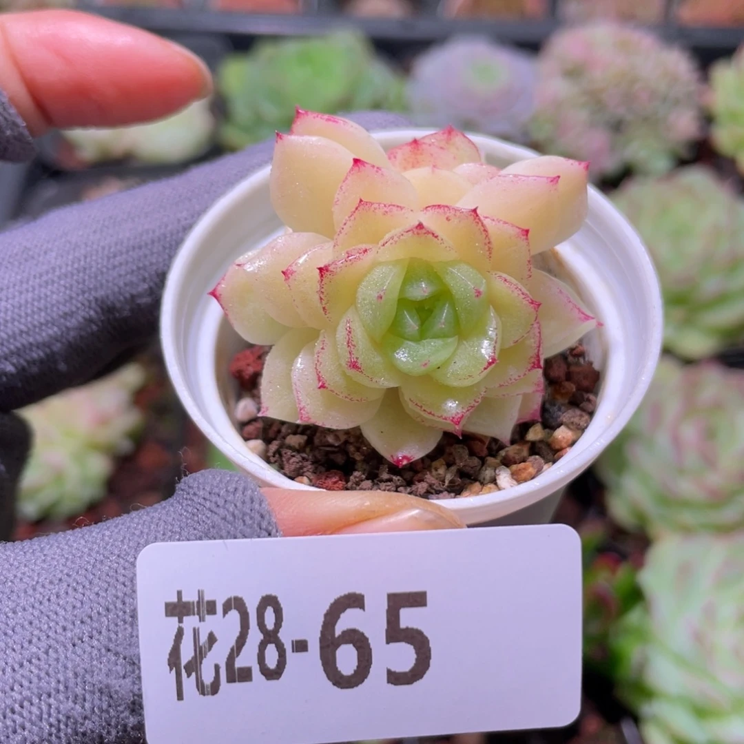 花利美28-65麦秆群