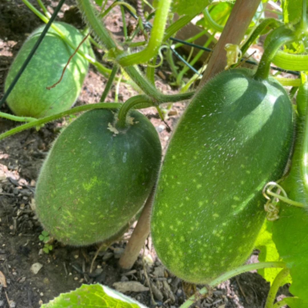 【顺丰包邮】农家露天自种小冬瓜5～5.5斤（2～3个）