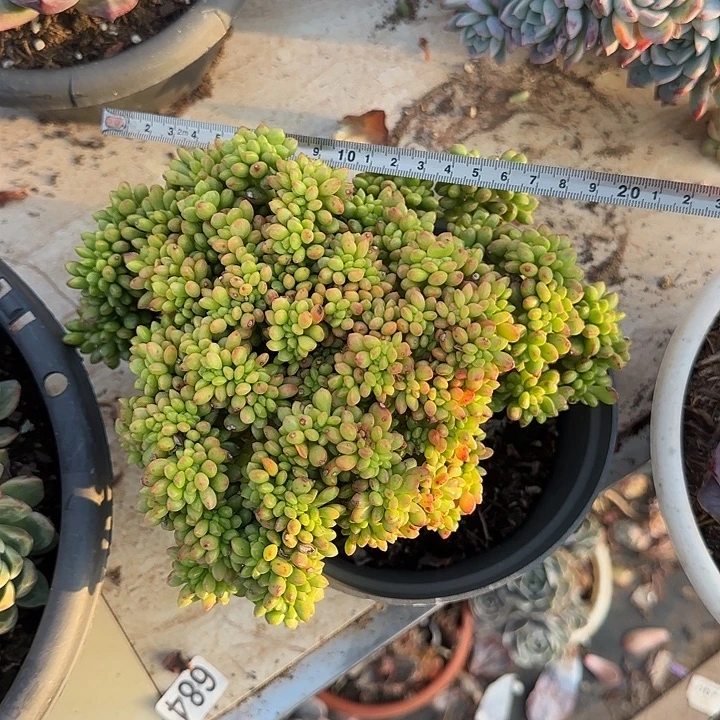 春萌138 多肉植物一物一拍