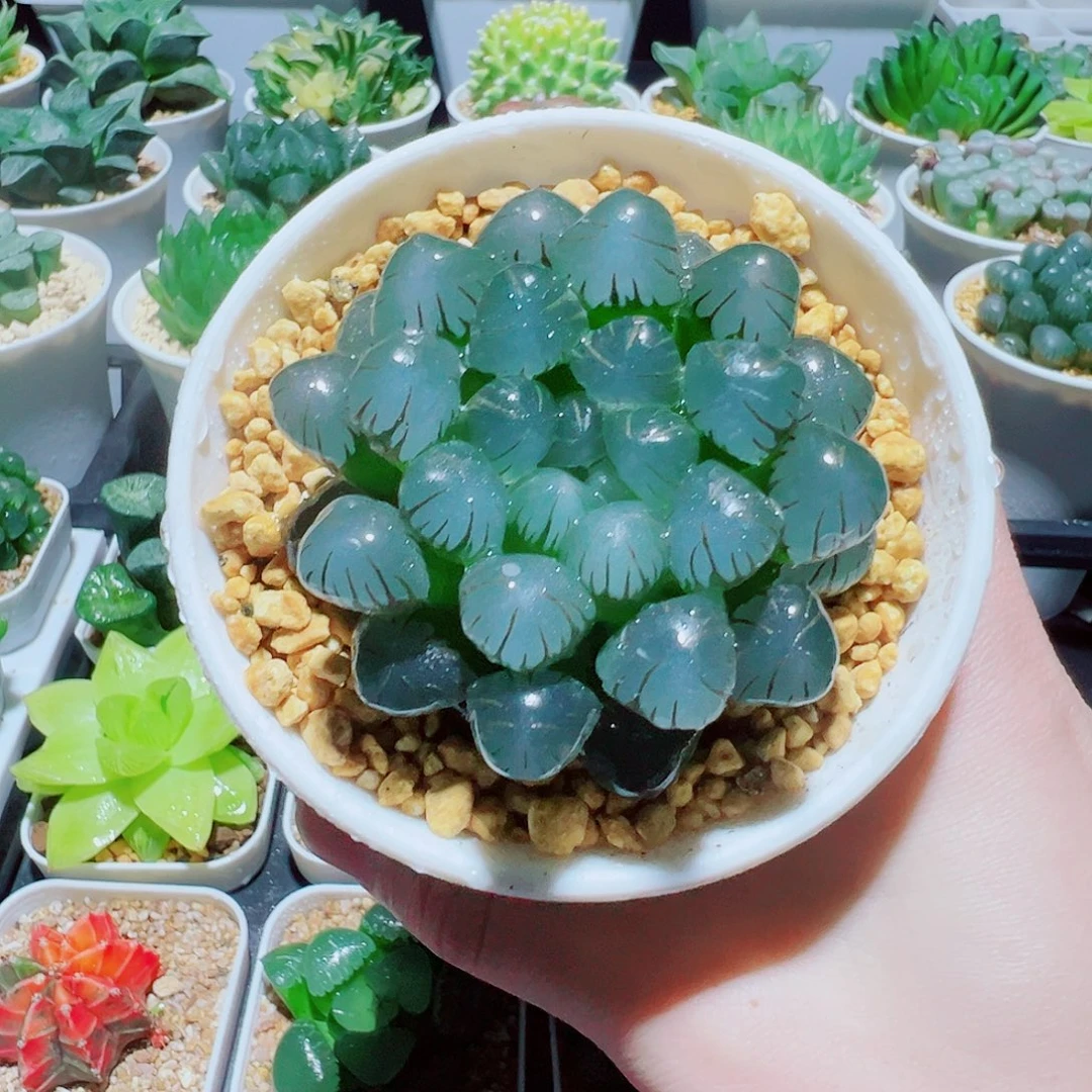 直播间，潘氏冰灯，白色盆13.8