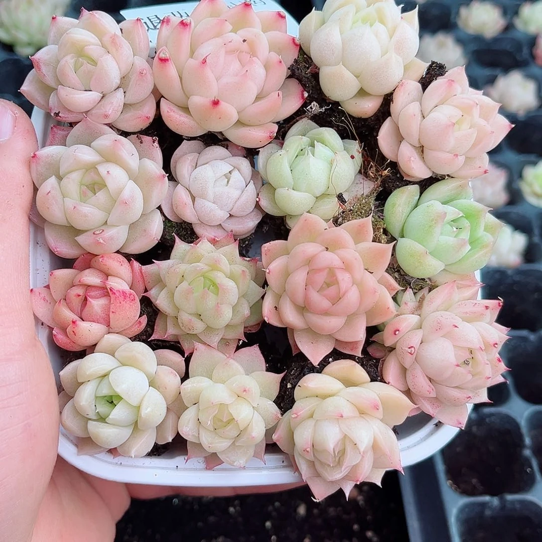 1-611 新疆西藏内蒙不发12.8包邮2-3公分多肉