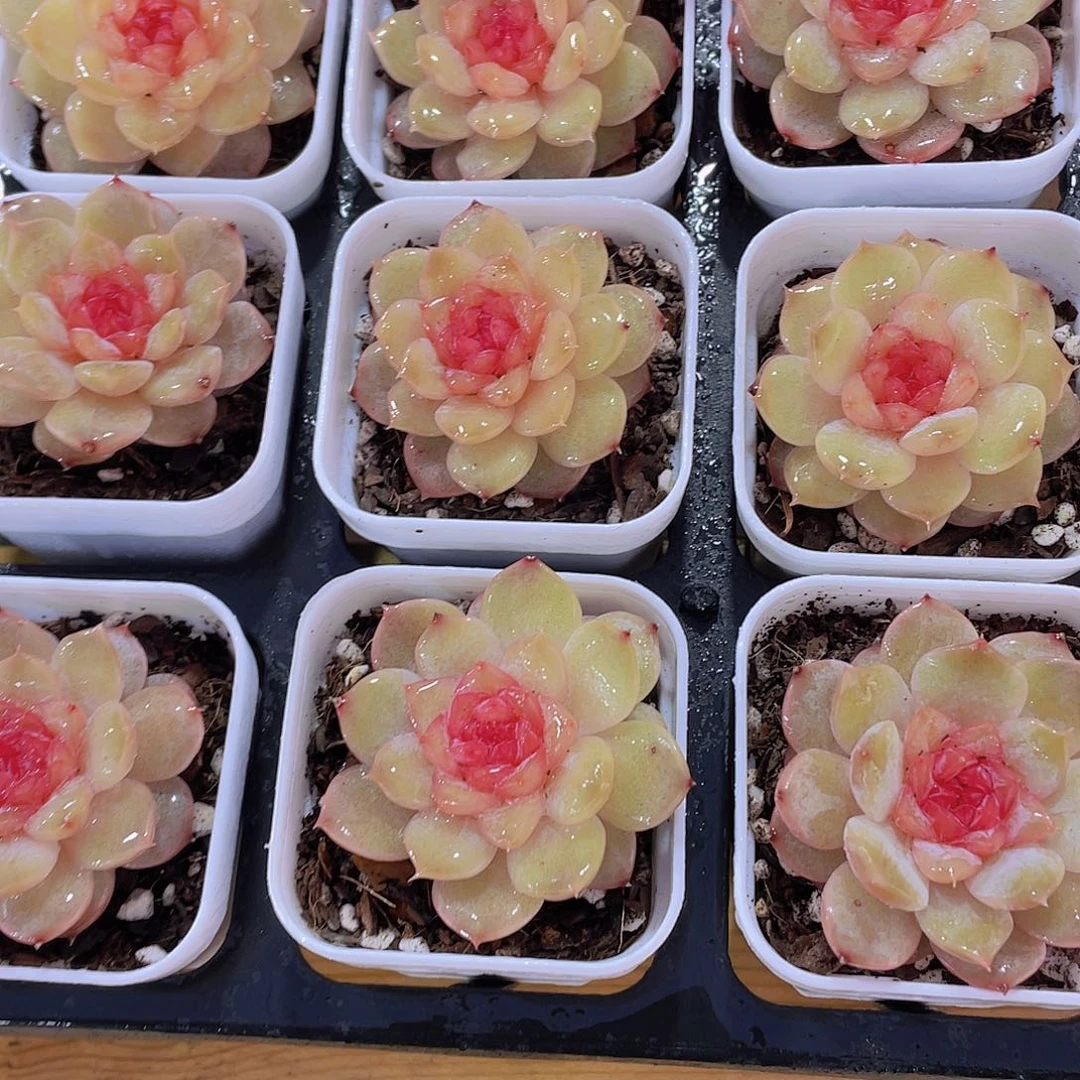 1065号 粉雾琉璃珍妮单头一个