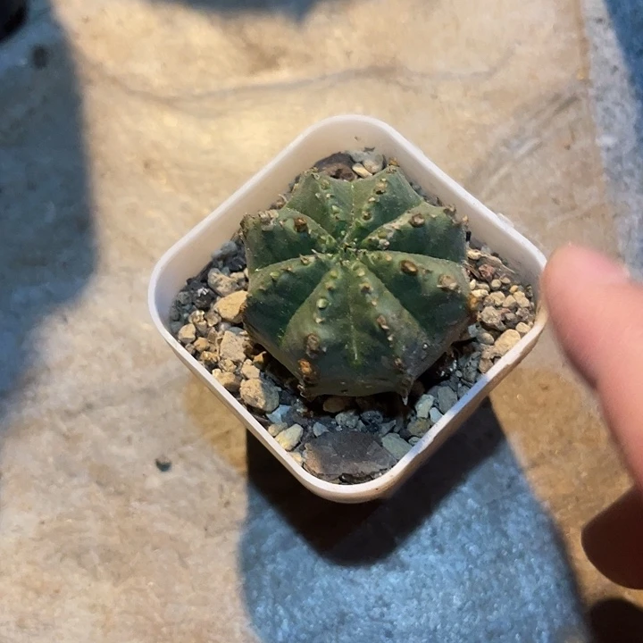 无花朵法利达一物一拍