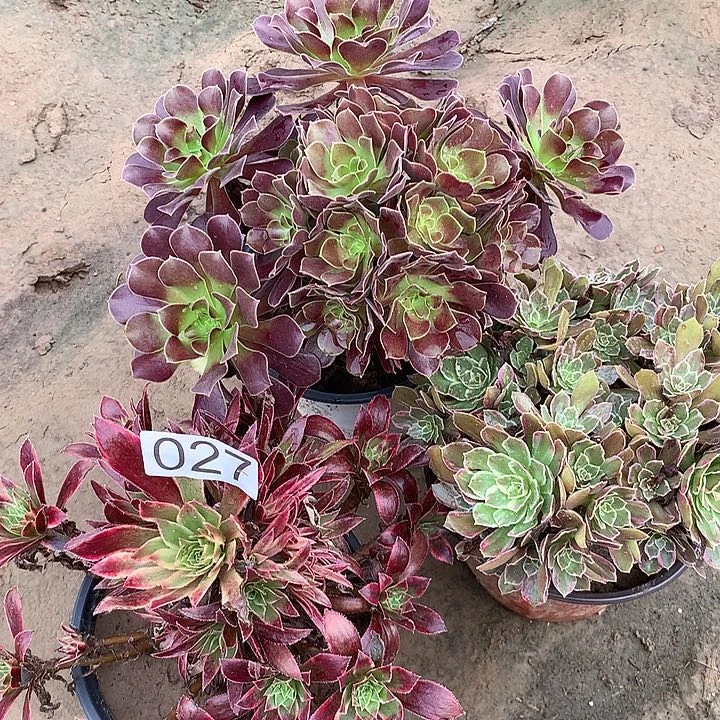 无花朵027三颗多肉植物组合