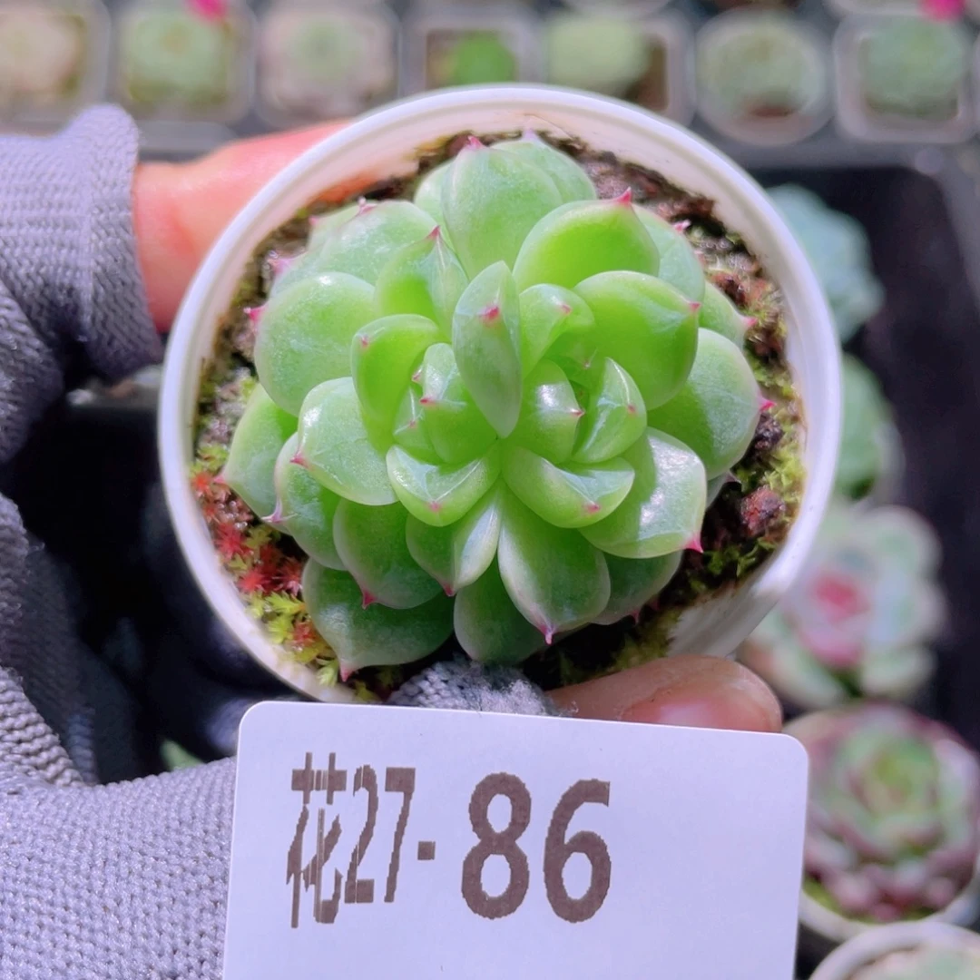 花利美27-86珍妮