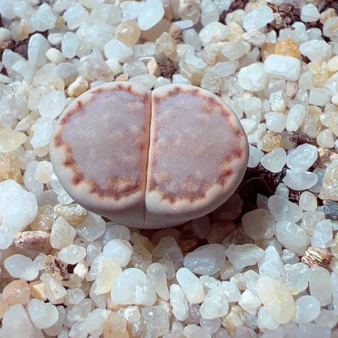 1102-146多肉多肉糖霜1621.6