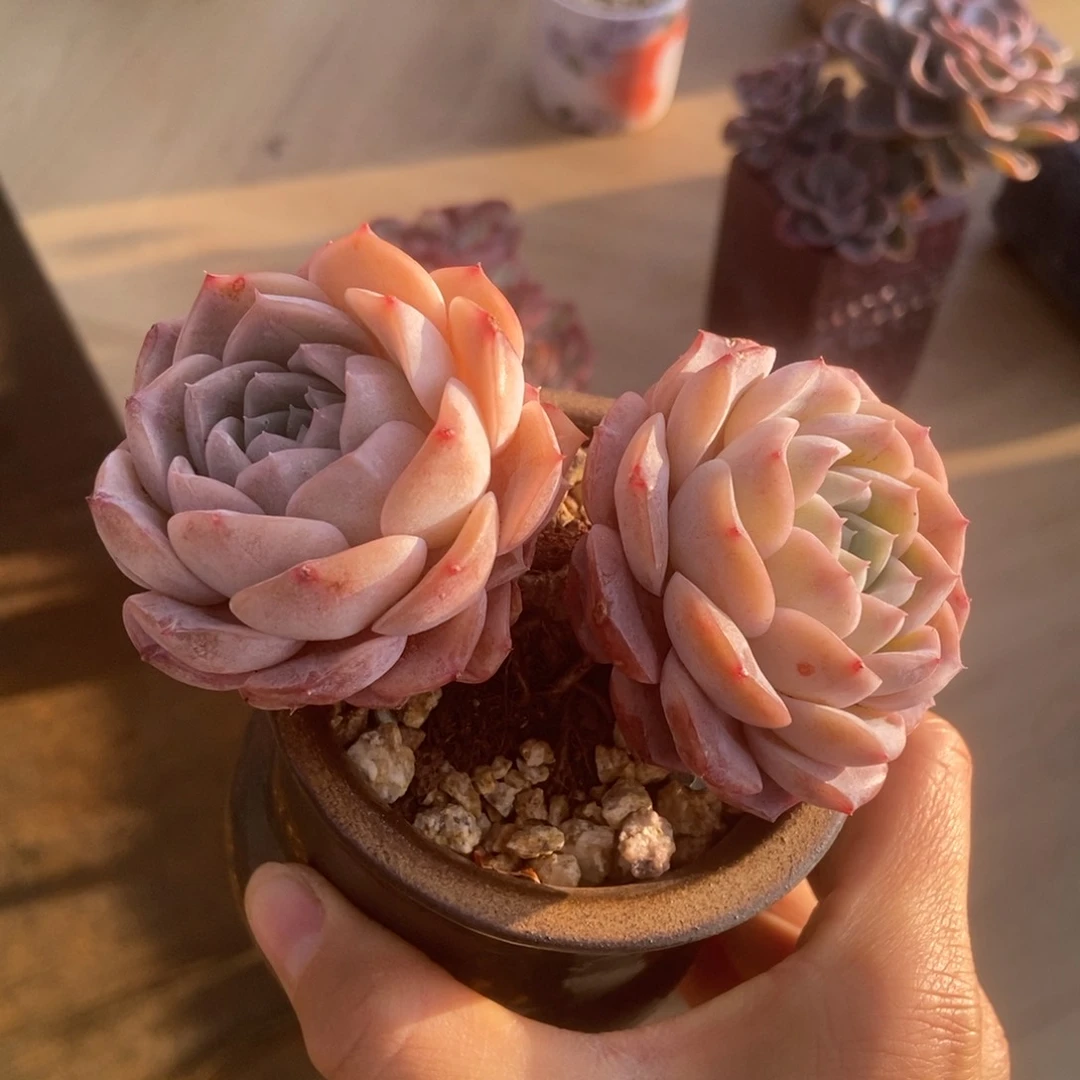 多肉多肉多肉多肉