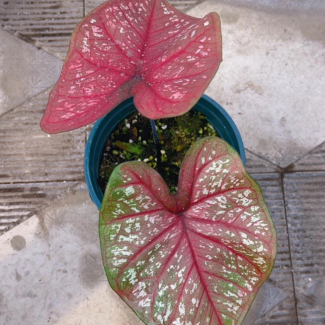 完全开放泰彩一物一拍9371