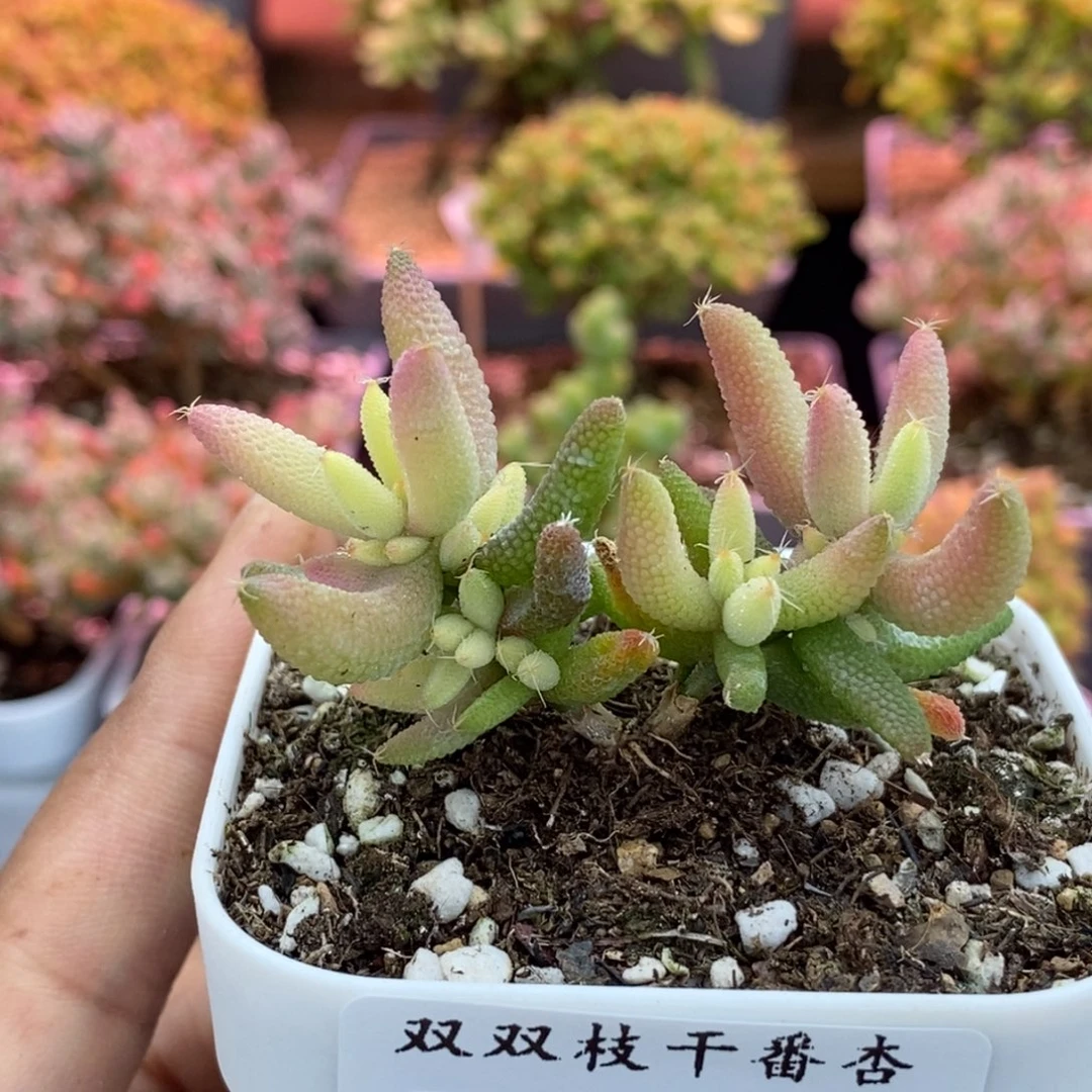 588玉米锦。        福利。