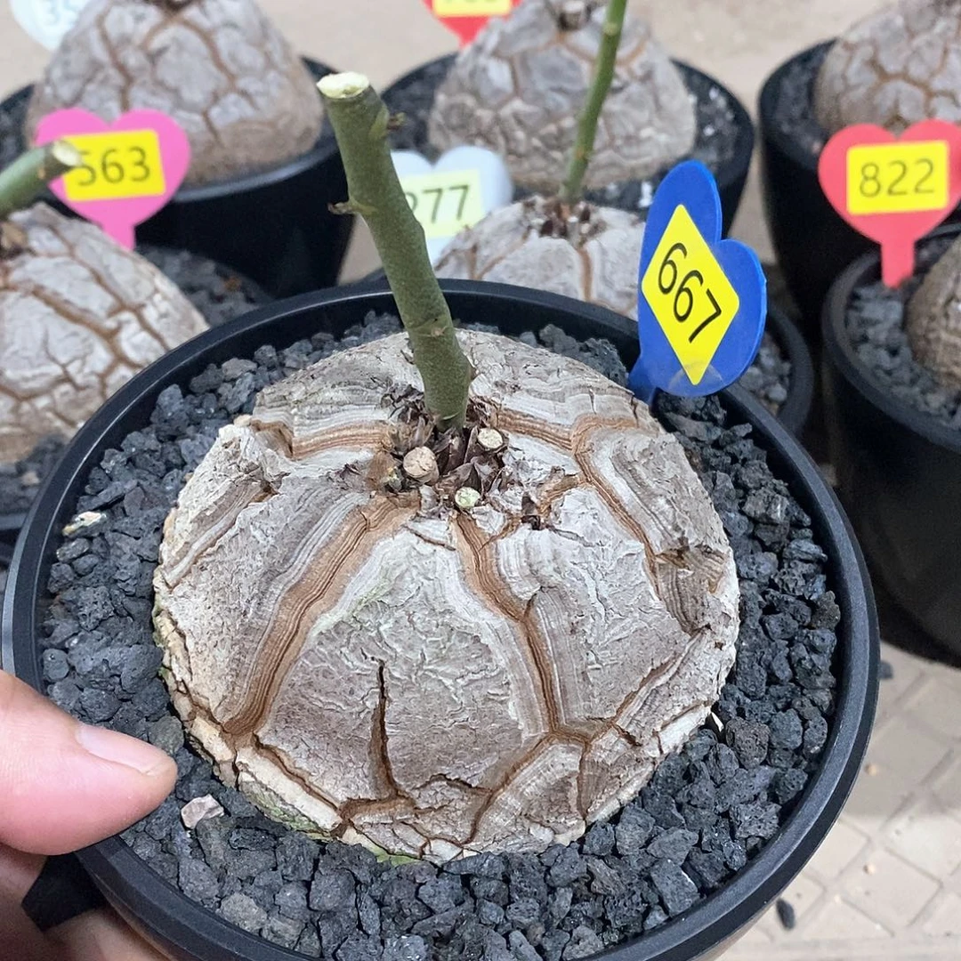 南非龟甲龙龟甲龙