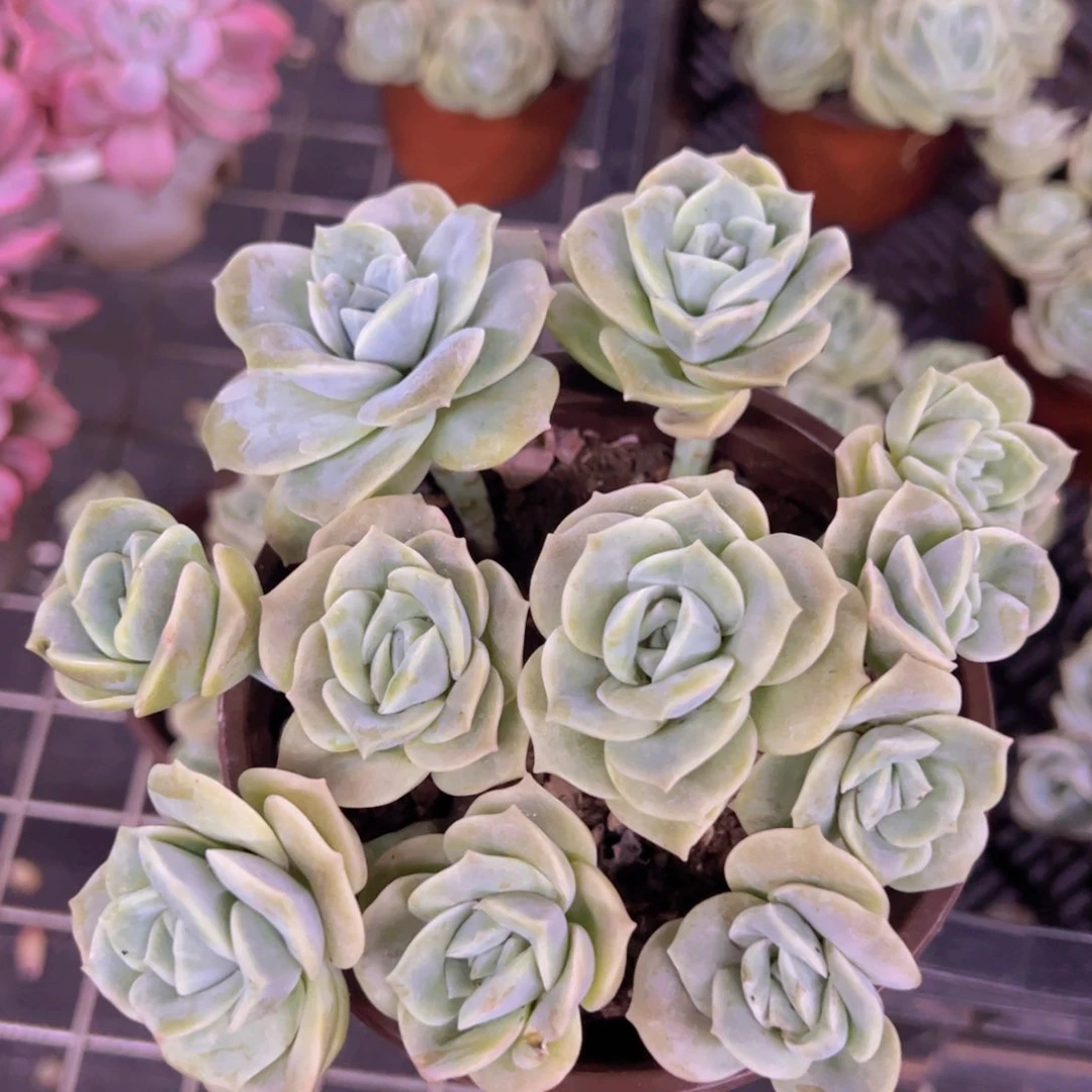可爱玫瑰散装带盆土一盆
