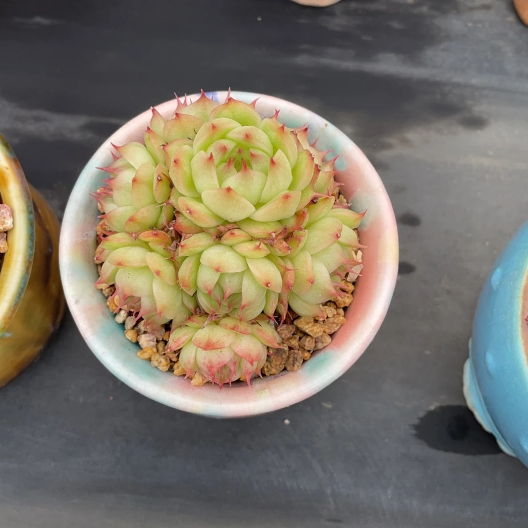 睫毛精麦秆群生睫毛