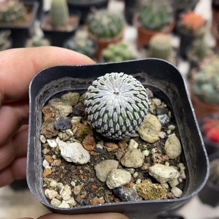 实生精巧殿特价福利