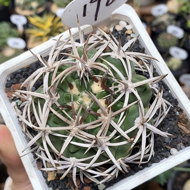 实生强刺碧岩玉198号8cm